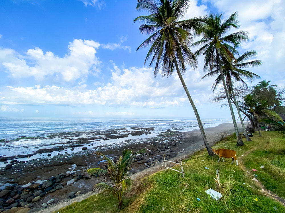 Cow, palm trees and trash on the beach in Bali