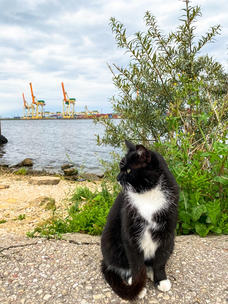 A black cat in Voleri, Riga
