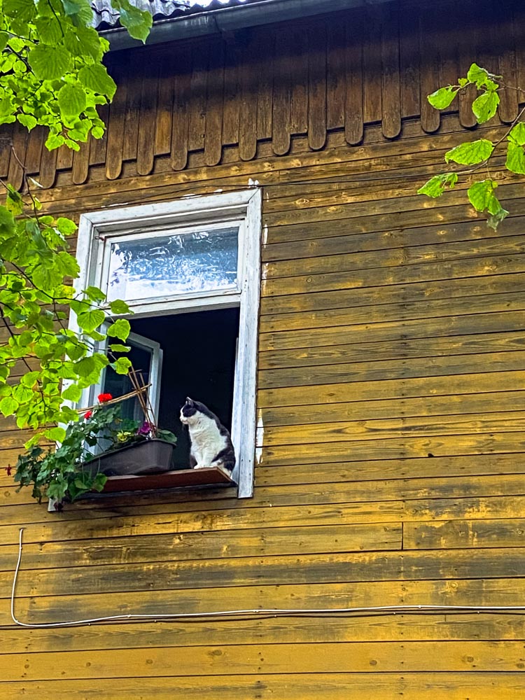 A cat in the window of a yellow house