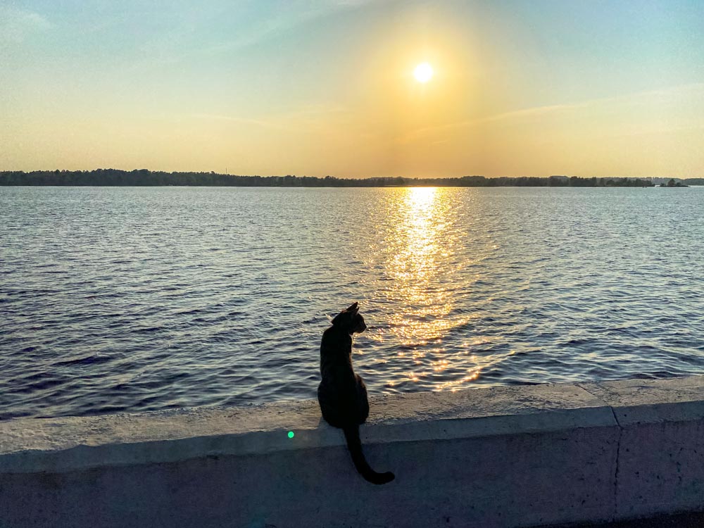 A cat sitting near the Riga Hydroelectric Power Plant Bike Path