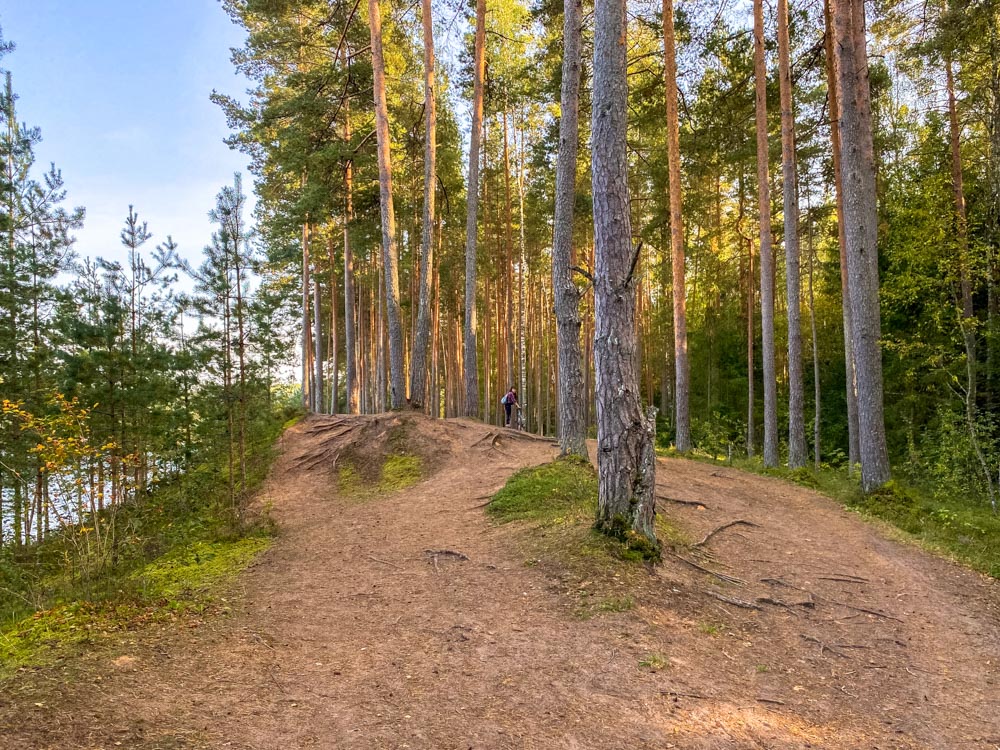 Forest in Ogre Blue Hills