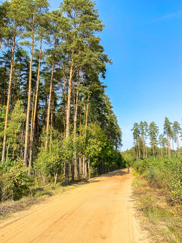 Forest road in Latvia