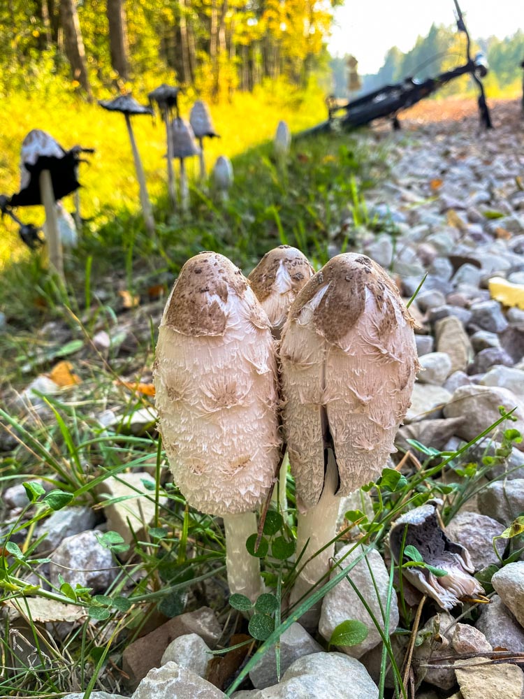Mushrooms next to road in Riga