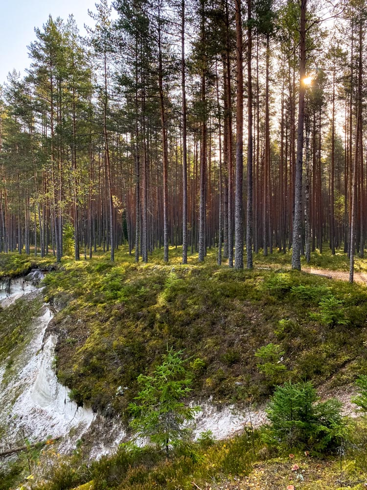 Beautiful pine tree forest near Valmiera