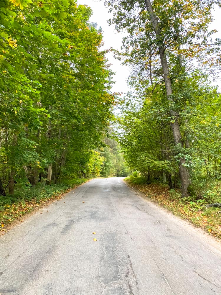 Tarmac road in the woods