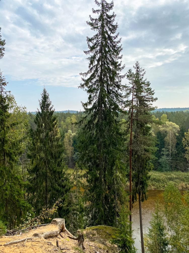 Views of the forest and Gauja river