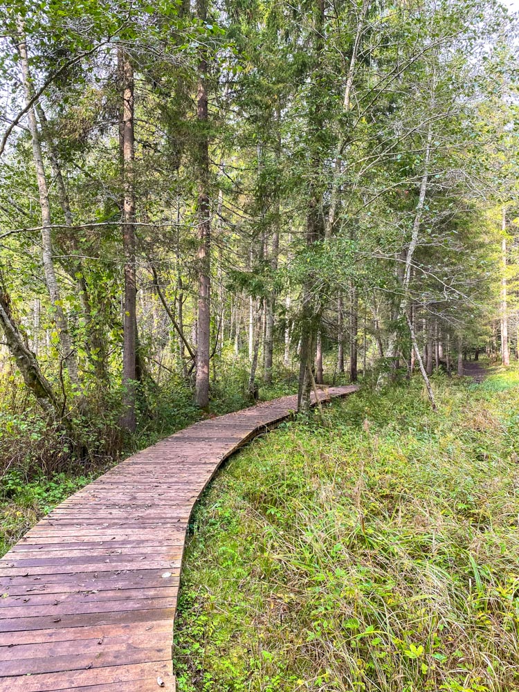 Wooden pathway in the woods near Cesis, Latvia