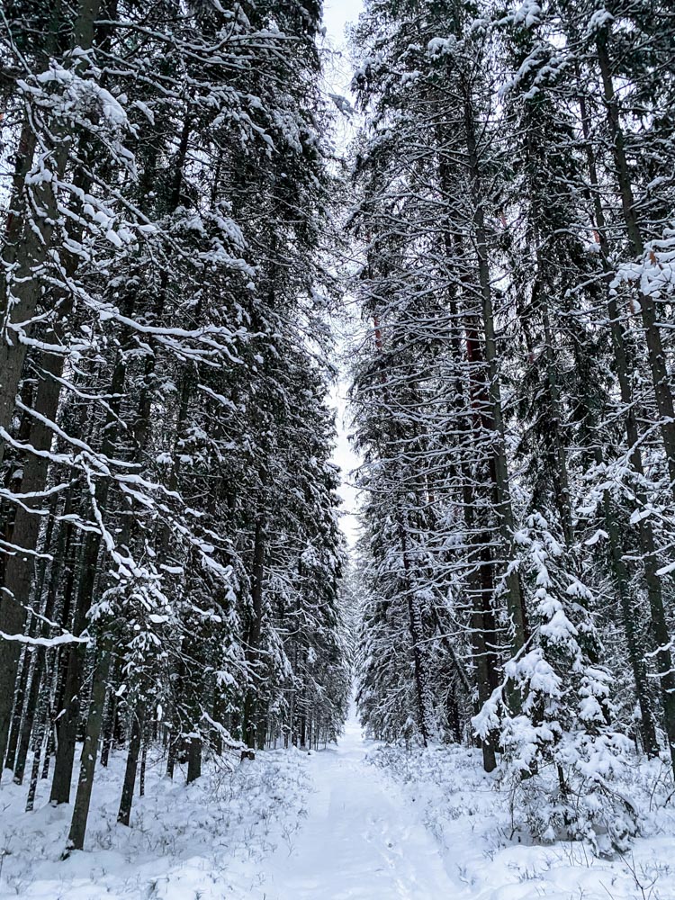 Walking through dark forest