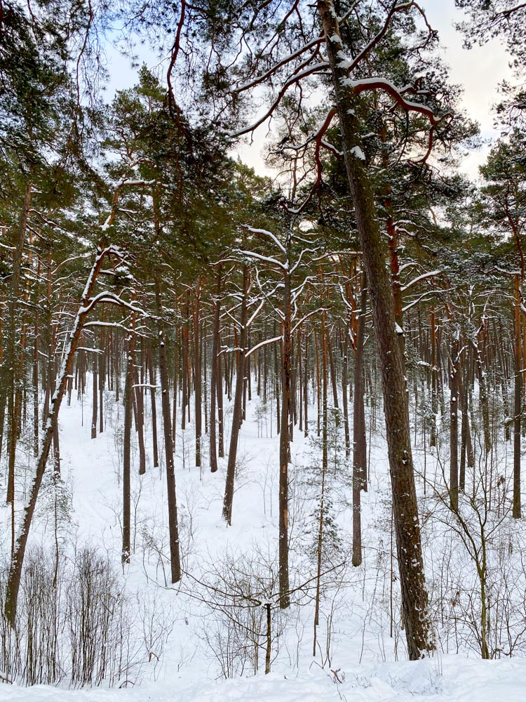 Tall pine trees in the forest in Latvia