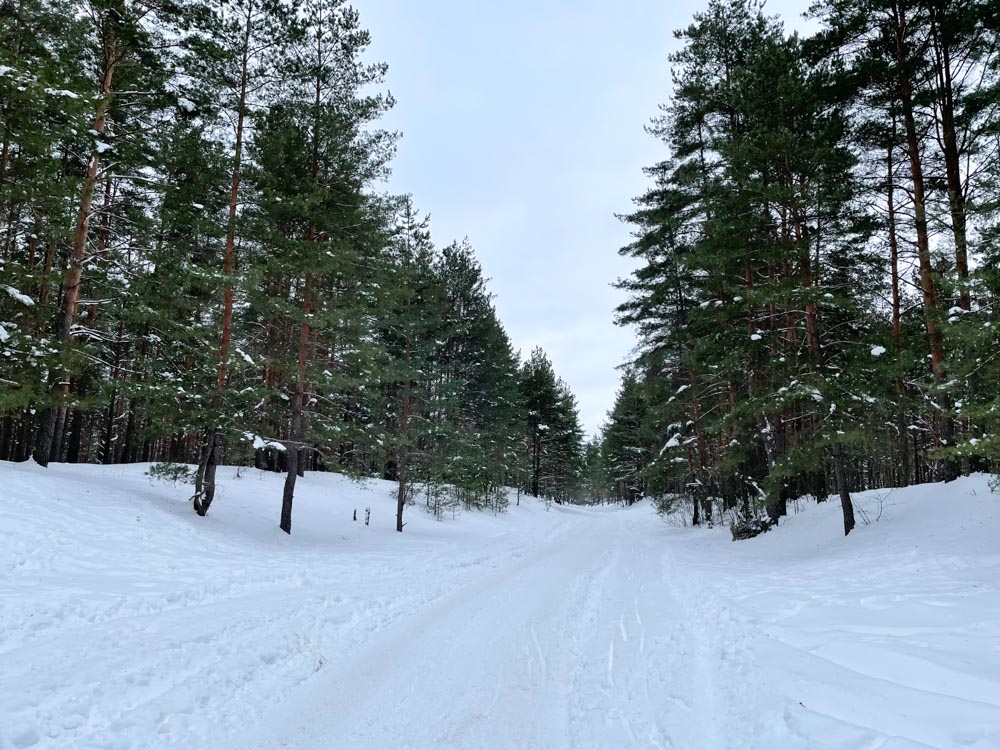 Ziepniekkalns forest roads in winter