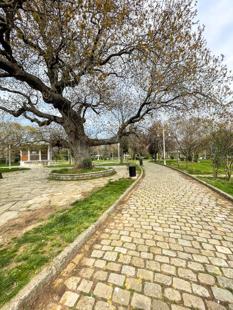 Big tree in Fenerbahce Park, Istanbul