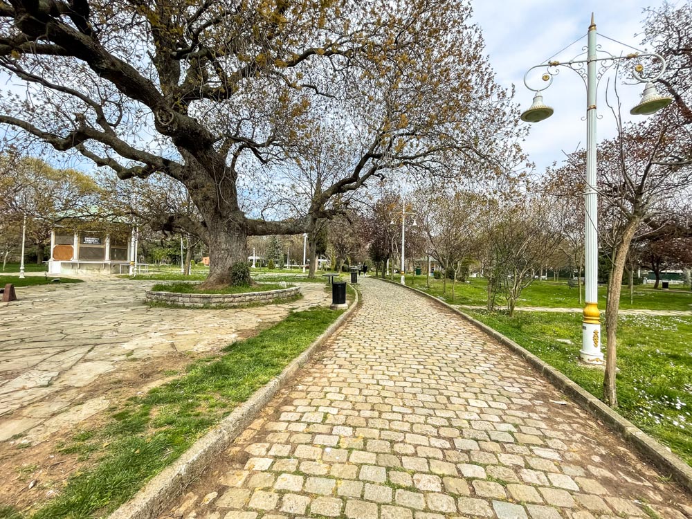 Big tree in Fenerbahce Park