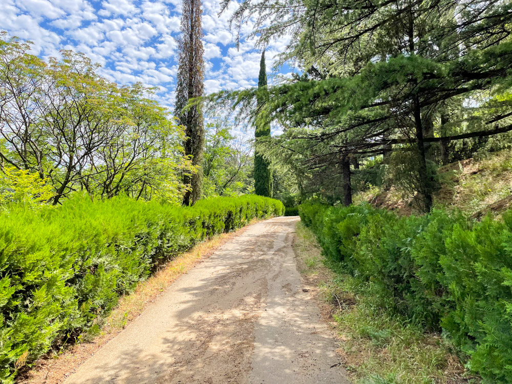 Road in Tbilisi botanical garden