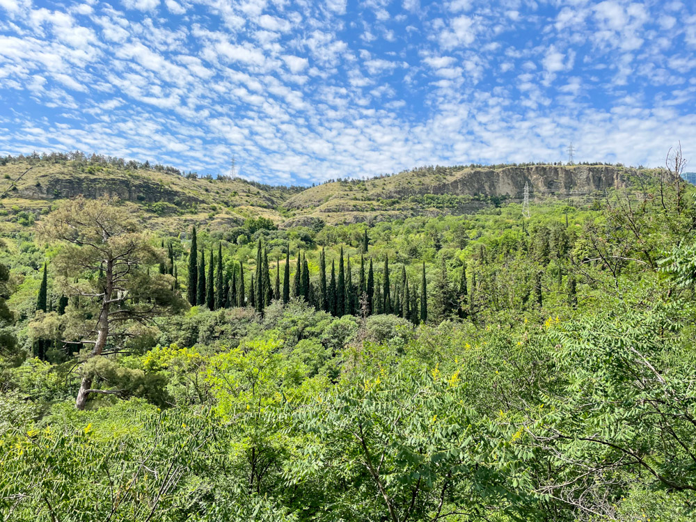 Trees in Tbilisi Botanical Garden