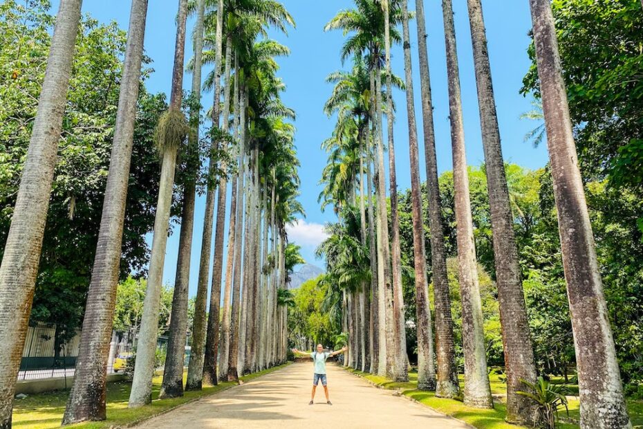 Palm trees in Rio de Janeiro Botanical Garden